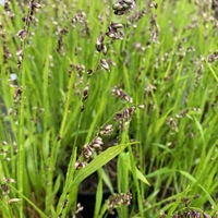Melica uniflora albida